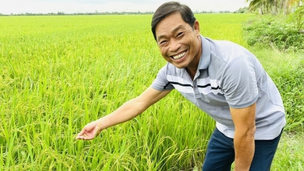 Emission-reducing rice farming increases profits by 2.2 million VND/ha